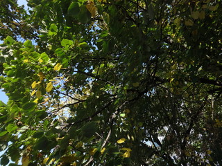 Green Tree Branches on Sky Background