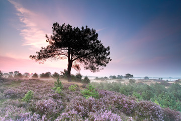 Sticker - heather flowering at misty sunrise