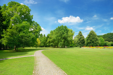 beautiful meadow in the park
