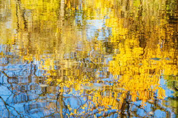 Reflection in water yellow foliage and blue sky