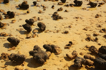 Wall Mural - Stromatolites in Shark Bay, Australia