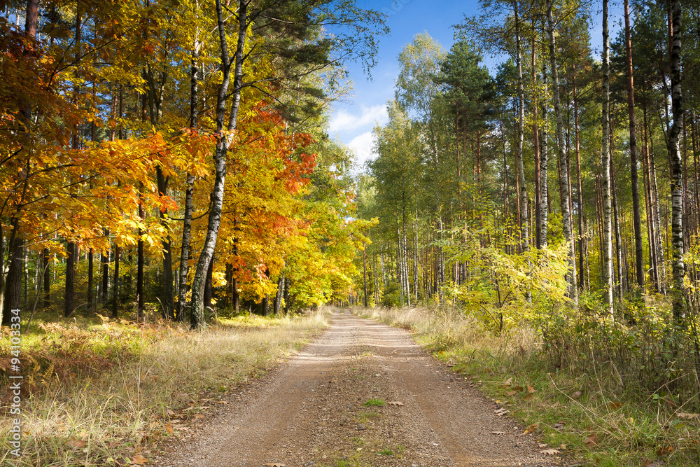 Autumn forest road - obrazy, fototapety, plakaty 