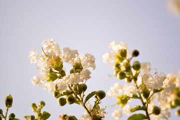 White crepe myrtle bloom closeup