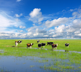 Canvas Print - Cows grazing on pasture