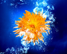 Yellow Flower In Water
