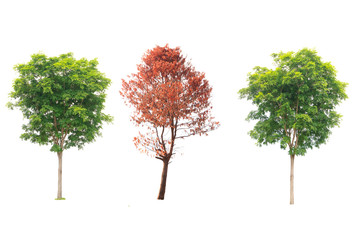 Collection of tree , bush and dead tree isolated on white backgr