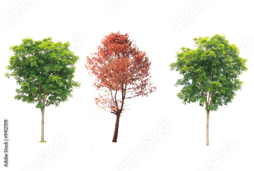 Foto Collection of tree , bush and dead tree isolated on white backgr