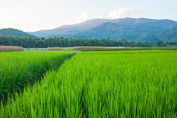 Rice field green grass blue sky cloud cloudy and Mountain landsc