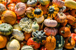 Verschiedene Kürbisse auf Herbst Markt