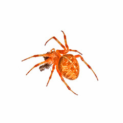 Cross spider isolated