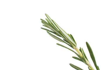 Poster - Fresh green sprig of rosemary