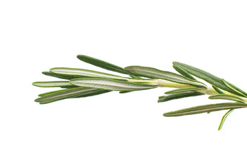 Poster - Fresh green sprig of rosemary