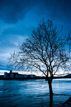 Bare Tree By The River During The Flood In Late Afternoon