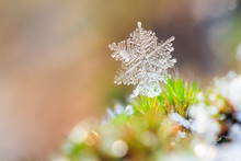 Beautiful Close Up Image Of A Snowflake On The Ground In Nature