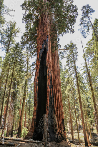 Fotografia  Sequoia Redwood Riesen Bäume