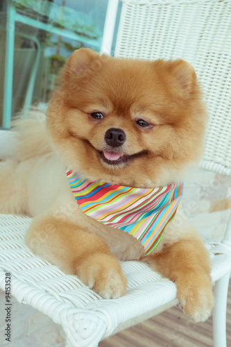 Pomeranian Puppy Dog Grooming With Short Hair Cute Pet Smiling