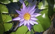 Lotus flower in the pot