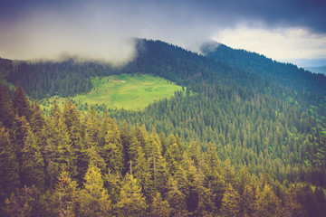 Wall Mural - Mountain landscape and forests tops covered with mist. Dramatic overcast sky.