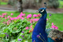 A Proud Male Peacock Poses For Its Portrait.