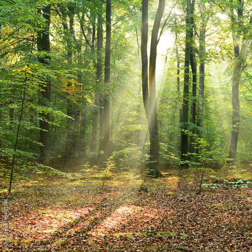 Naklejka - mata magnetyczna na lodówkę Morning in the forest