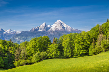  Watzmann mountain with green meadows and trees, Bavaria, Germany