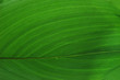 © nd700 - leaf vein texture