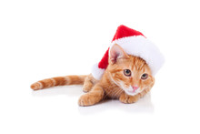 Christmas Xmas Pet Cat Wearing Santa Hat 
