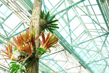 Tropical Plants In Greenhouse At Botanical Garden