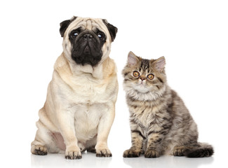 Canvas Print - Cat and Dog together