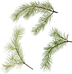 Sticker - three pine tree green branches isolated illustration