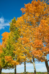 Wall Mural - row of colorful autumn trees against blue sky