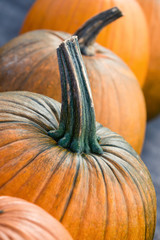 Wall Mural - Autumn pumpkins closeup at the pumpkin patch