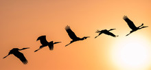 Panoramic Silhouette Of Painted Stork Flying Against The Setting