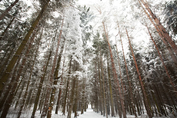 Canvas Print - Forest