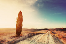 CCypress Tree And Field Road In Tuscany, Italy At Sunset. Val D'Orcia