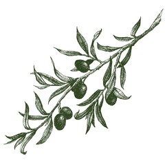 Olive branch vector