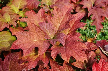 Wall Mural - Colorful red leaves of oakleaf hydrangea (hortensia quercifolia) in the fall