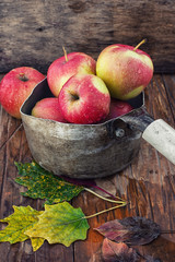 Wall Mural - autumn harvest of apples