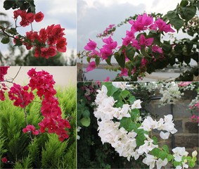 Flowers decorative tropical tree bougainvillea red, pink. white photo collage of 4