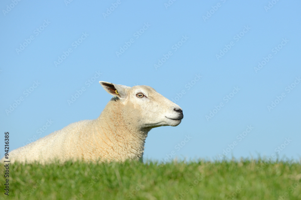 Schaf Liegt Auf Der Seite Schaf liegt auf der Wiese Stock Photo | Adobe Stock