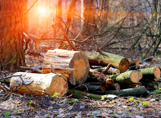 Wall Mural - wooden logs in forest