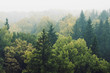 смешанный лес в тумане