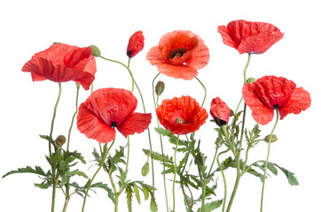 Wall Mural - red poppies  isolated on white background