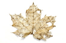 Decaying Acer Leaf On White Background