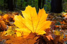 Yellow  Maple Leaves Autumn Leaf Background