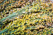 Proso millet (Panicum miliaceum), stems with ripe seeds
