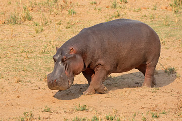 a hippo (hippopotamus amphibius) on land, kruger national park, south africa.