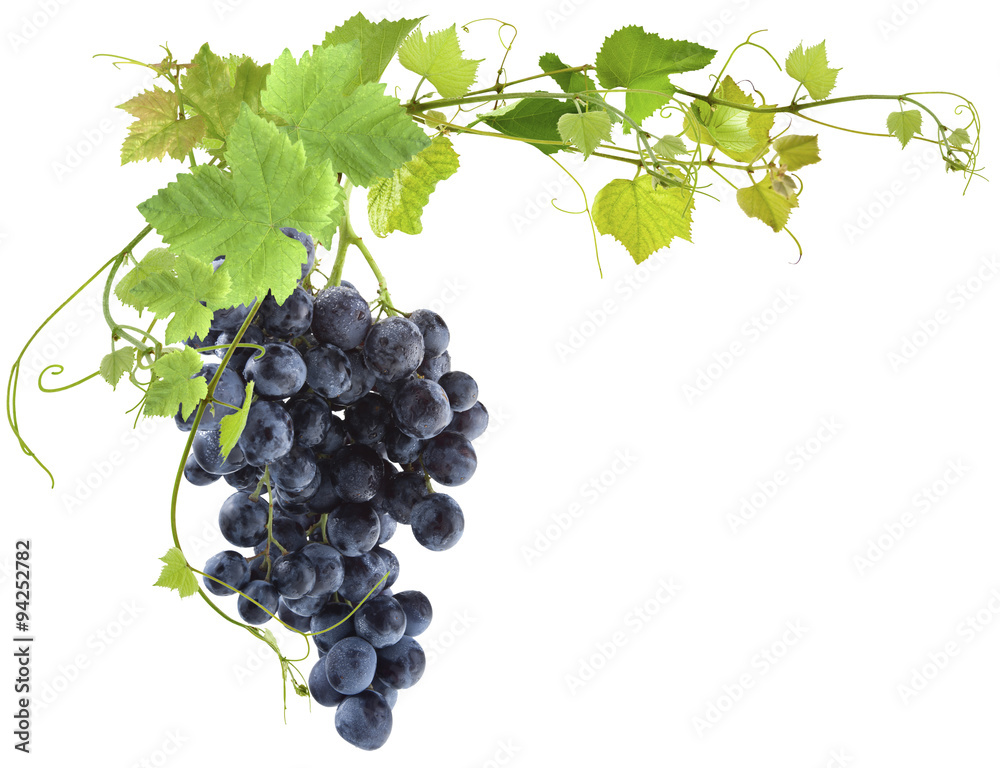 vigne et grappe de raisin muscat sur fond blanc  - obrazy, fototapety, plakaty 
