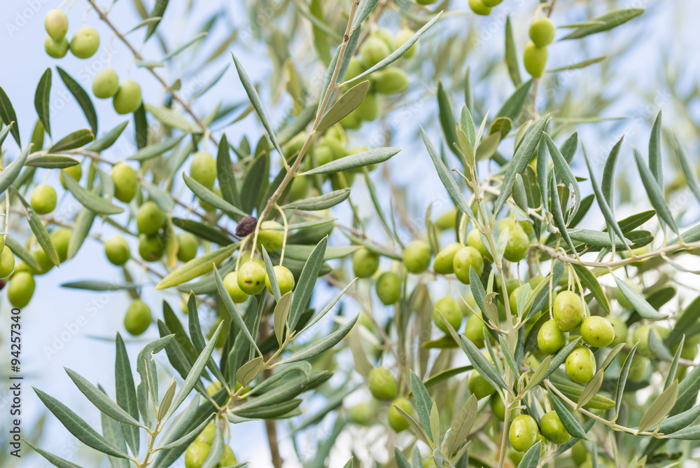 Oliven Frchte Bltter Zweig Olivenbaum Stock Photo | Adobe Stock