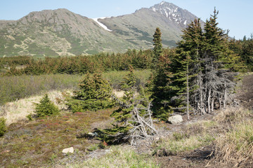 Sticker - Southcentral Alaskan Landscape